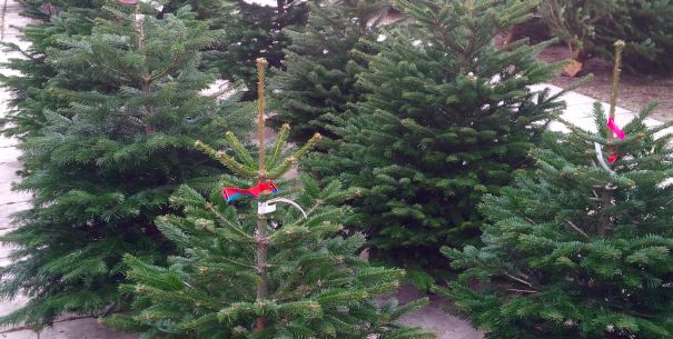 Karácsonyfa kiszállítás