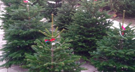 Karácsonyfa kiszállítás